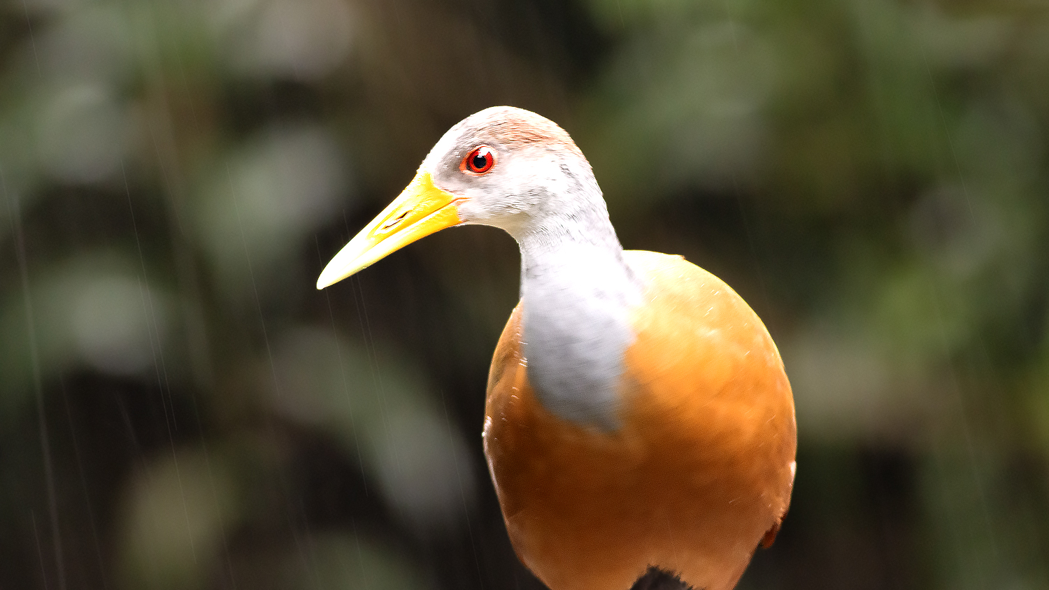 Rufous-naped Wren